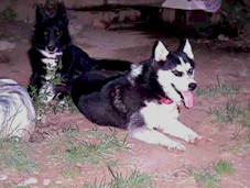Meeko and Suki are rescue dogs